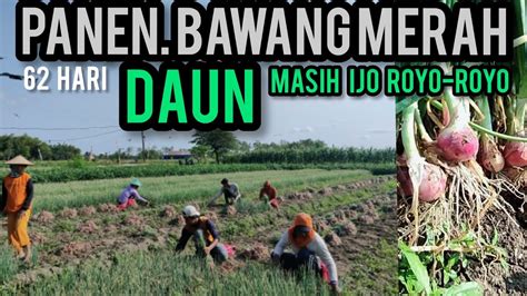 Judulnya Gusman Bojonegoro Panen Bawang Merah Youtube