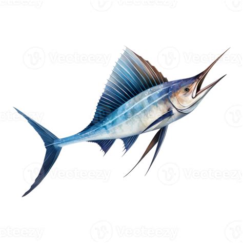 Sailfish Animal Illustration Watercolor Style 47120475 Png