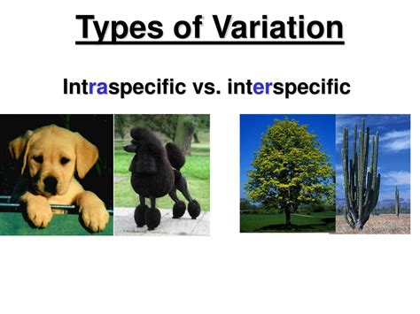 Causes Of Variation Complete The Equation Ppt Download