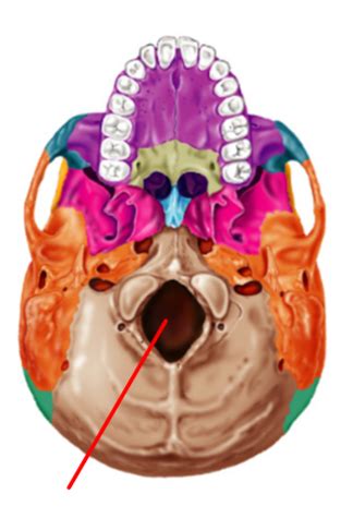 Neuro Quiz Spinal Cord Flashcards Quizlet