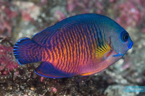 Poisson Ange Nain à Deux épines Centropyge Bispinosa • Fiche Poisson