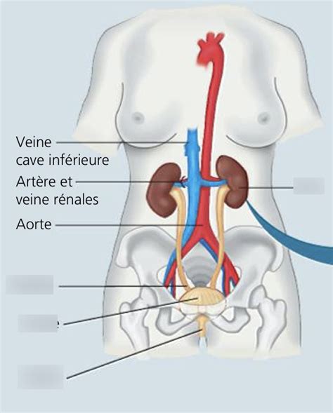 Physiologie système urinaire Diagram Quizlet