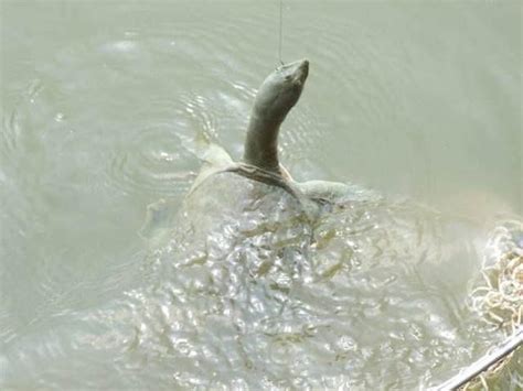 釣魚老師傅教你釣甲魚，太實用了！趕緊來學學吧！ 每日頭條