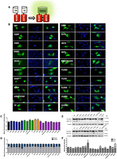 Mutations Effect On ASYN Oligomerization A Schematic Representation