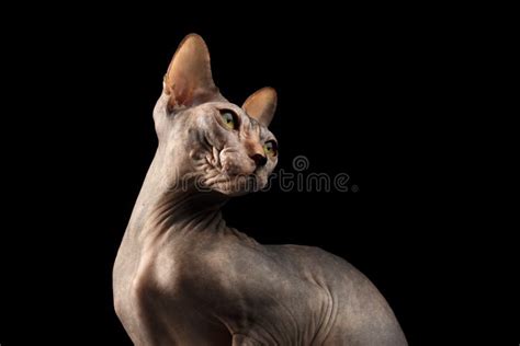 Closeup Sphynx Cat Yellow Eyes Looking Back Isolated On Black Stock