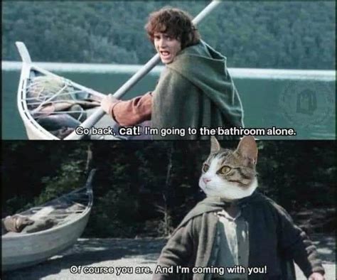 Lord Of The Rings Cat Rlordoftherings