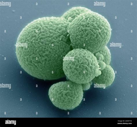 Scanning Electron Micrograph SEM Of Mycoplasma Mycoides JCVI Syn 3 0