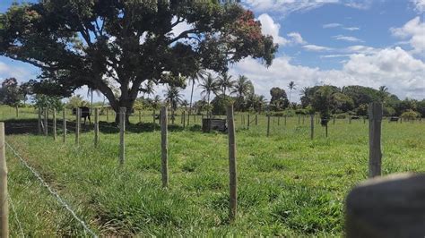 Como N S Fazemos O Manejo Das Nossas Vacas Leiteiras E Mostrando Os