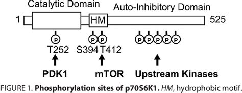 Figure From Structural Basis Of Human P Ribosomal S Kinase