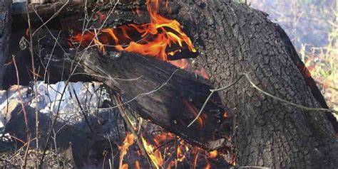 El Fuego Arrasó 300 Mil Hectáreas Y Devastó A La Fauna Y Flora De Los