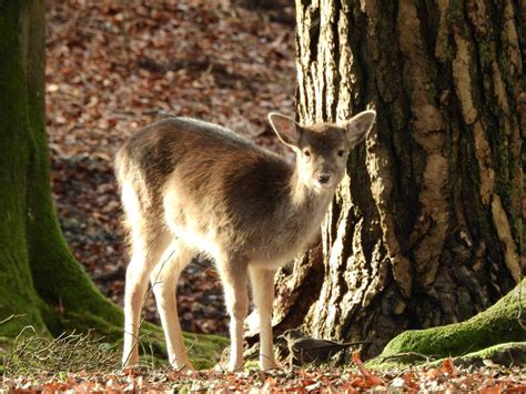 Animal Photography prints | Etsy