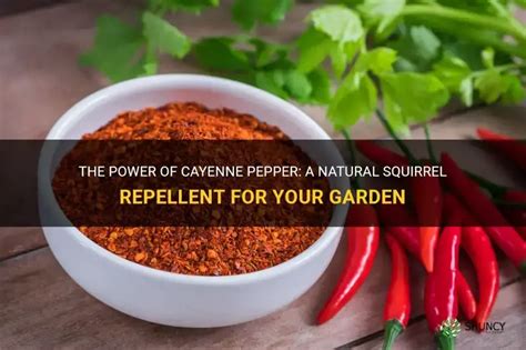 The Power Of Cayenne Pepper A Natural Squirrel Repellent For Your