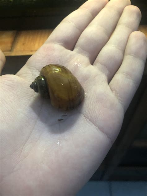 One Of My Apple Snails Has This Weird See Through Bump On Her Shell Anyone Has Any Idea What