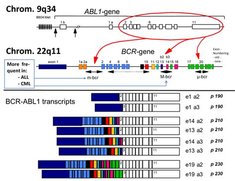 Gene Breakpoints And Resulting Transcript Types Intronic Breakpoints