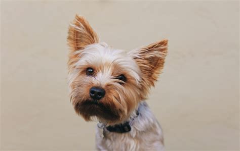 The Complete Guide To Train Your Yorkie Puppy Like A Pro