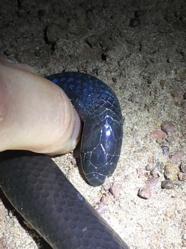 Dull Purple Glossed Snake Snakes Of Niger INaturalist