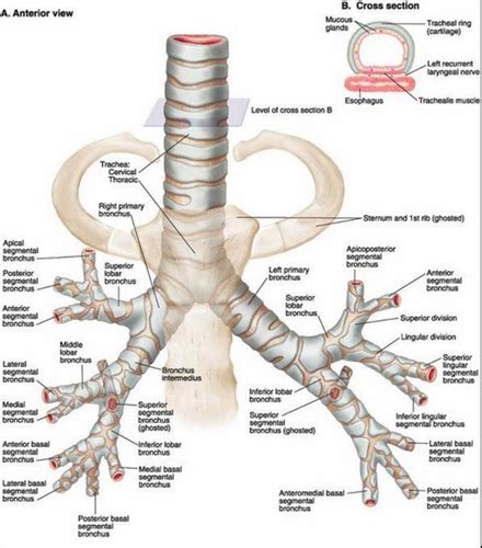 Bronchi Anatomy - Anatomy Reading Source