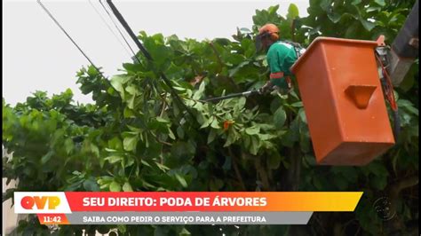 Seu Direito Saiba como solicitar o serviço de poda de árvore para a