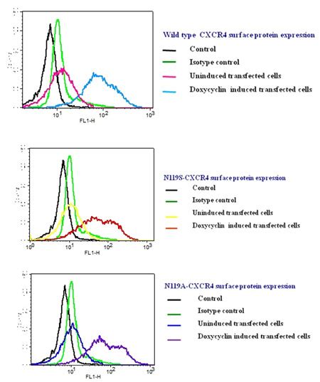 Gangenahalli G Et Al Regulated Expression Of Cxcr4 Constitutive