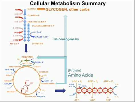 Energy metabolism Diagram | Quizlet