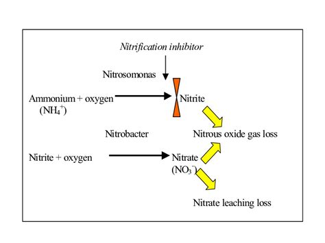 The Nitrification Inhibitor Slows The Rate Of Conversion Of Ammonium