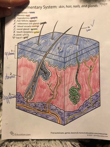 A P Ch Notes Flashcards Quizlet