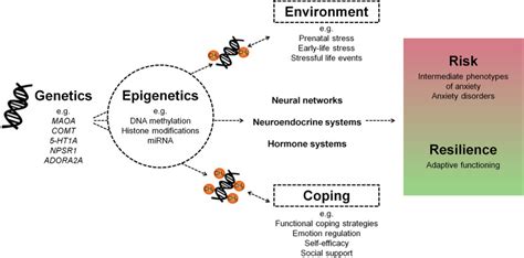 Genes, Brain and Behavior - Wiley Online Library