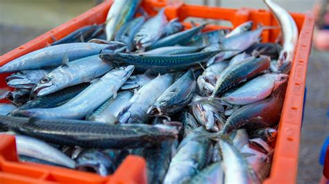 Manfaat Ikan Kembung Bagi Kesehatan Hewan Peliharaan Manusia Dan