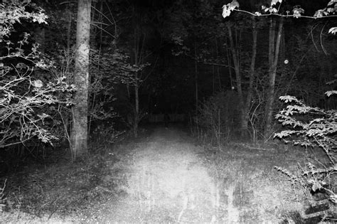 Creepy Forest | Fotos, Videos