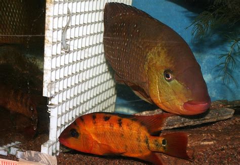 Easiest cichlid to breed? | MonsterFishKeepers.com