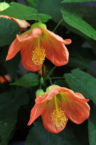 Abutilon Lucky Lantern Tangerine Unusual Flowers Amazing Flowers