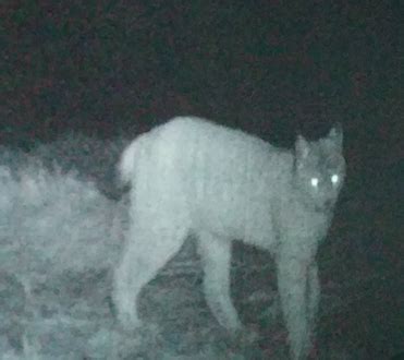 Capturing Chernobyl’s growing wildlife – University Alliance