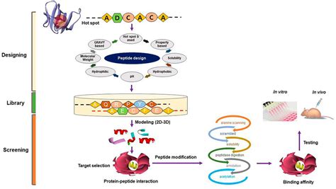 Frontiers Myostatin And Its Regulation A Comprehensive Review Of