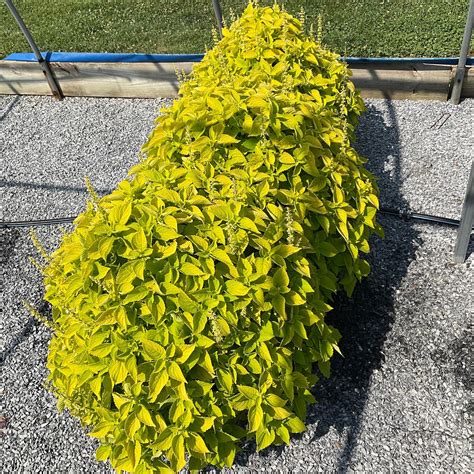 Main Street Chartres Street™ Coleus Solenostemon Scutellarioides