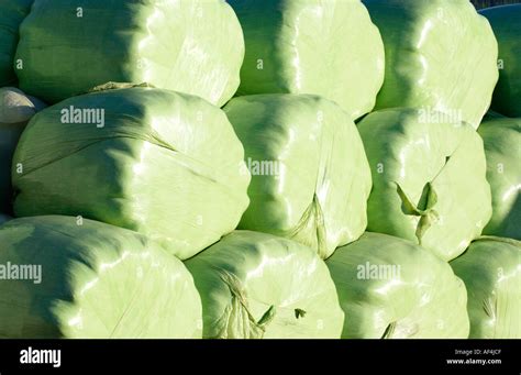 Green Bags Of Big Bale Silage On A Farm Near The Market Town Of Brecon