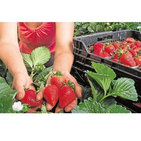 Jual Harga Grosir Infarm Benih Bibit Biji Super Buah Strawberry