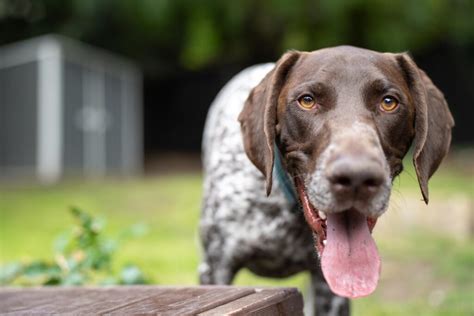 German Shorthaired Pointer Training | Michael's Pack | New Jersey | New York