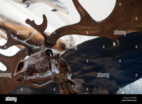 Skull of male extinct mammal Giant Deer Megaloceros giganteus Stock ...