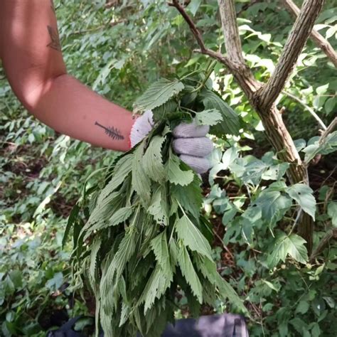 The problem is the solution: Nature-based adaptation as mitigation