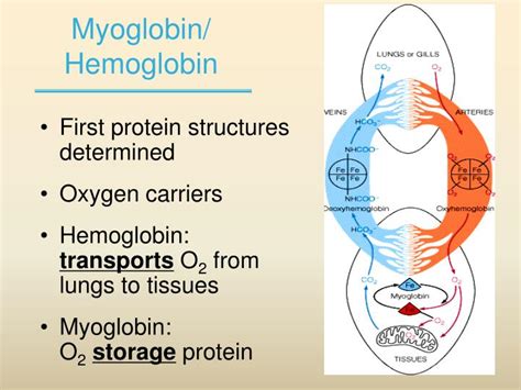 PPT Chapter 5 1 Protein Function Reversible Binding Of Protein To