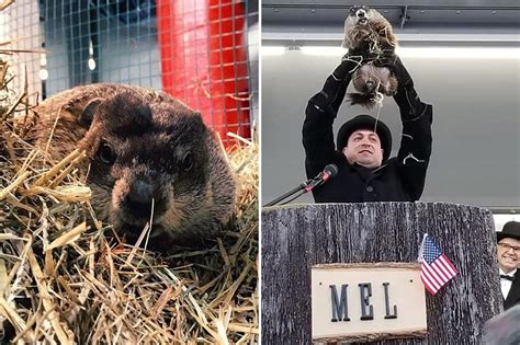 Nj Weather Predictor Groundhog Milltown Mel Dies Before Groundhog Day