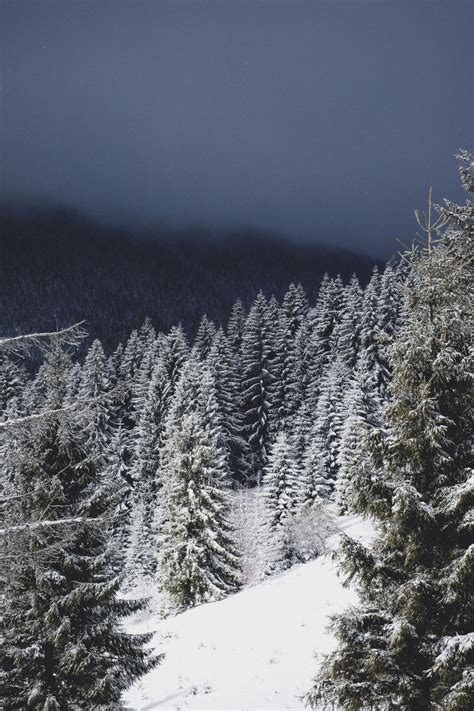 Free Stock Photo of Winter wonderland forest pathway | Download Free ...