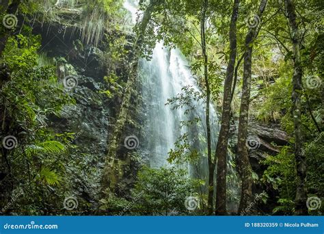 Una Cascada En El Parque Nacional De Springbrook Queensland Australia