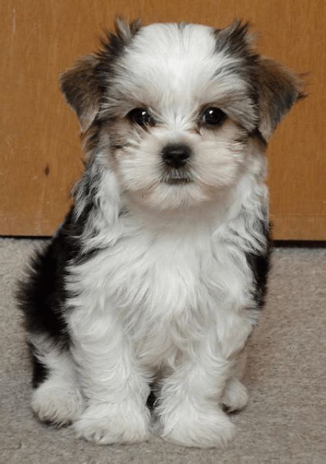 15 Bichon Mixed Breeds Fluffy New Best Friends Cute Puppies Dogs And