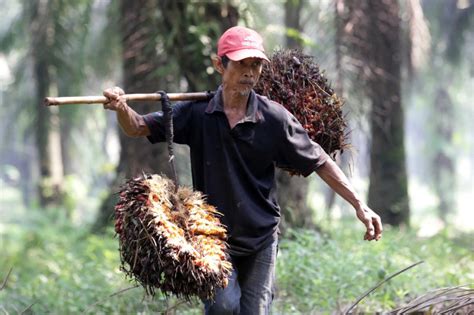 Asosiasi Petani Sawit Akan Gelar Demo Serentak Di 22 Provinsi Tuntut