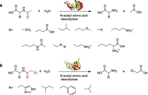 N-acetyl amino acid deacetylase–catalyzed deacetylation reactions: a ...