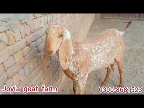 Pure Makhi Cheeni Goat Goat Farming In Pakistan Joyia Goat Farm