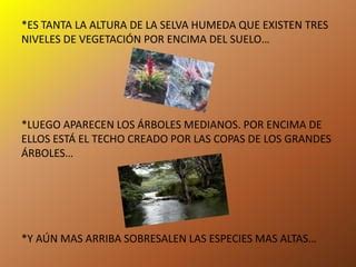 La selva húmeda y seca PPT Descarga Gratuita