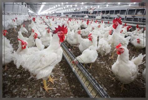 Poultry Farm All You Need To Know Al Ardh Alkhadra