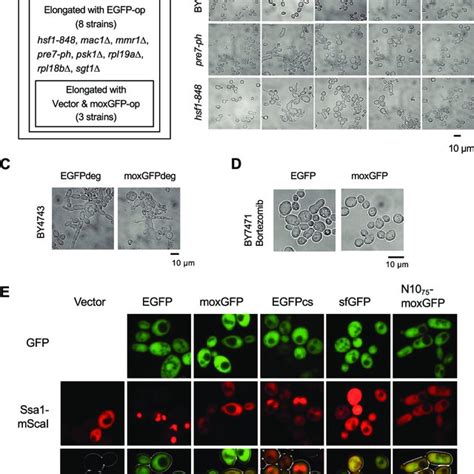 Cell Biological Analysis Of The Consequences Of Overexpression Of Gfp